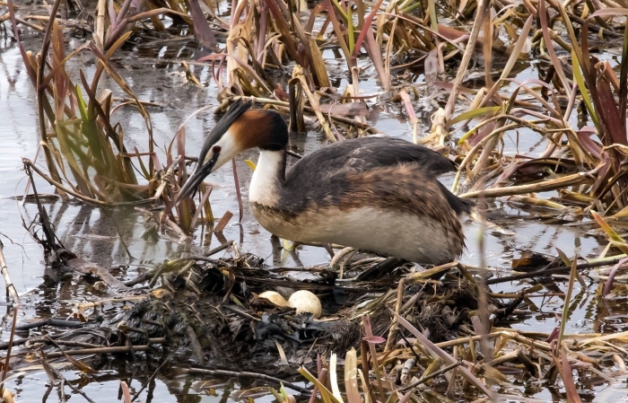 Утка поганка чомга