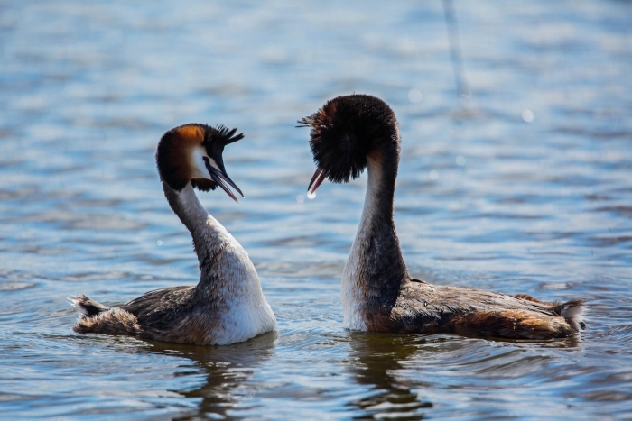 Чомга самка