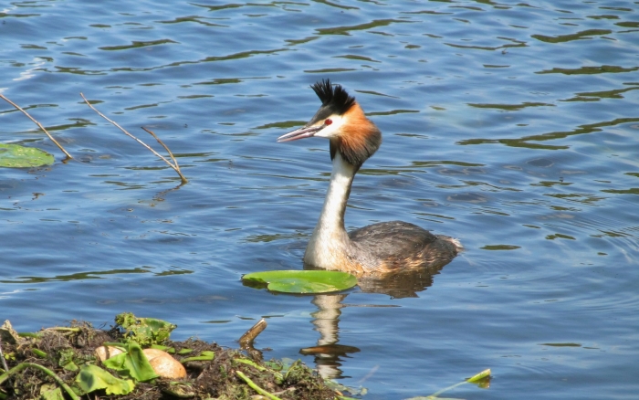 Большая поганка чомга