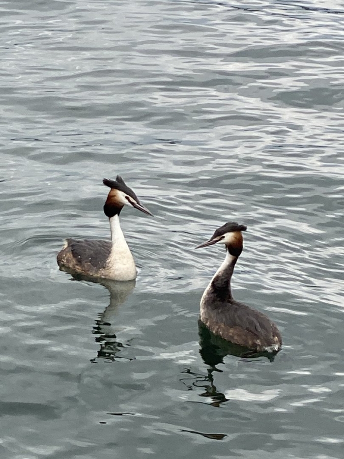 Поганка чомга птица