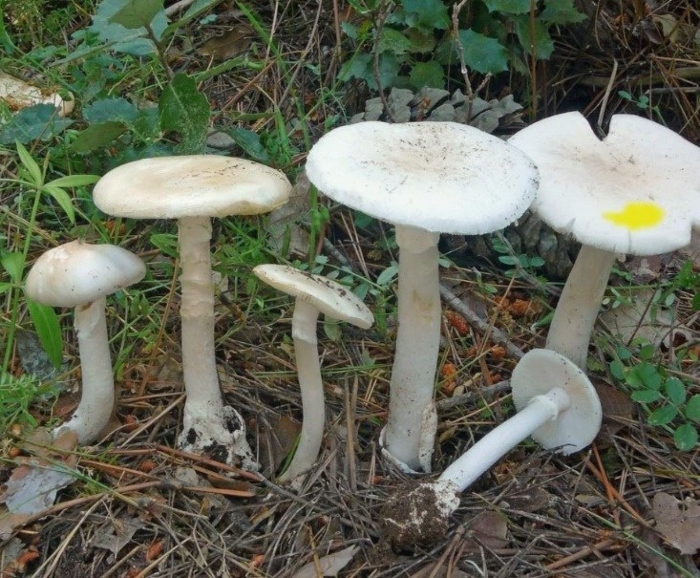 Бледная поганка белая