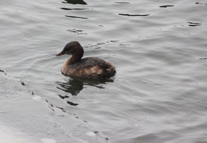 Малая поганка tachybaptus ruficollis little grebe