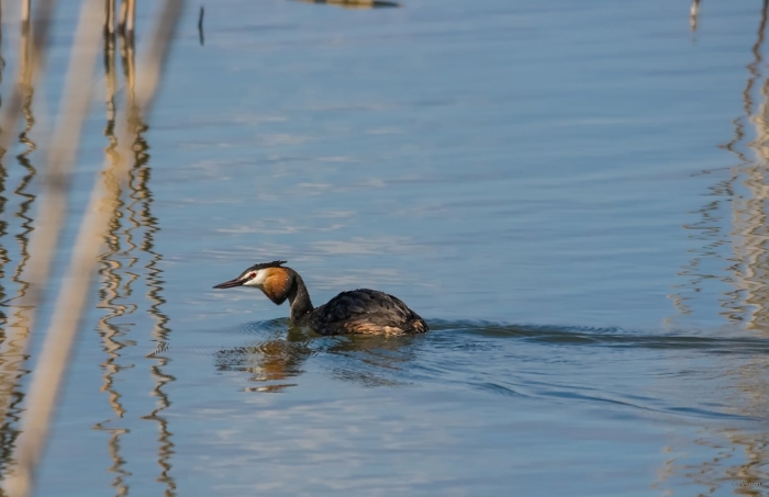 Нырок чомга