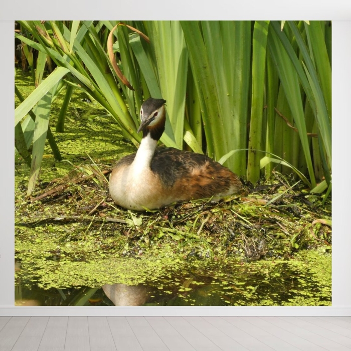 Большая поганка чомга