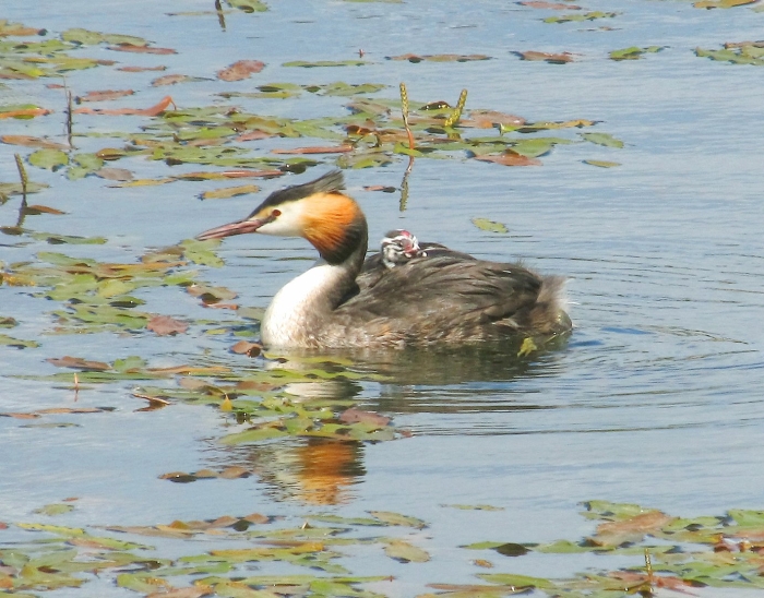 Нырок чомга