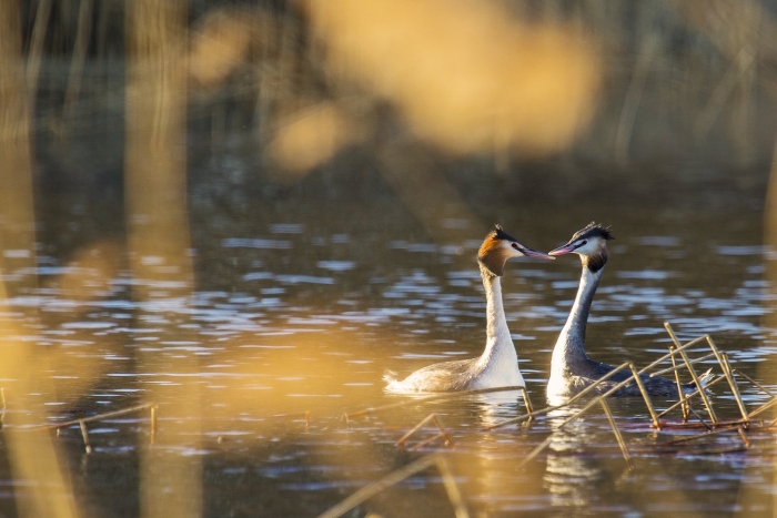 Птица поганка