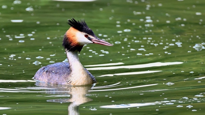 Большая поганка чомга