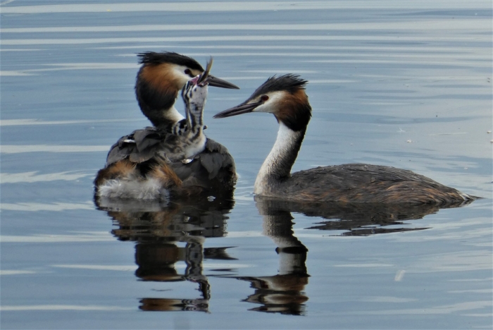 Grebe птица