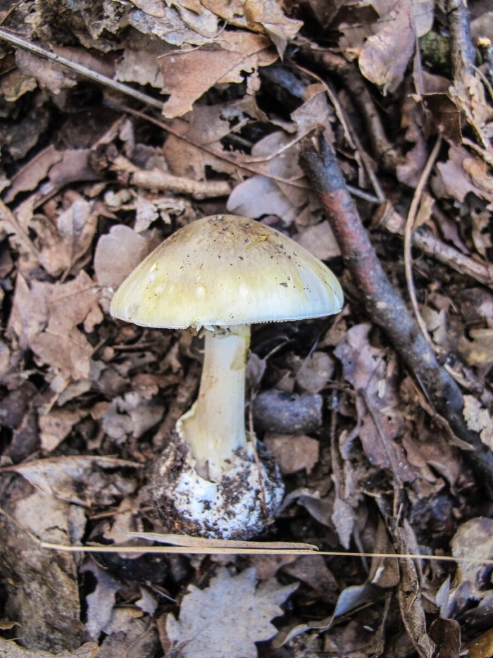 Луговая поганка гриб