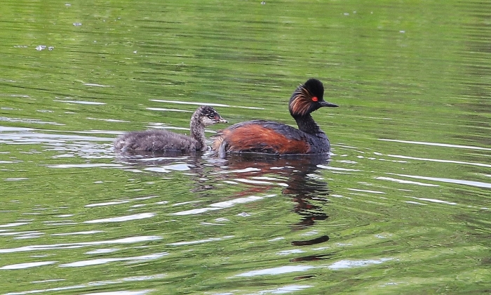 Черношейная поганка птица