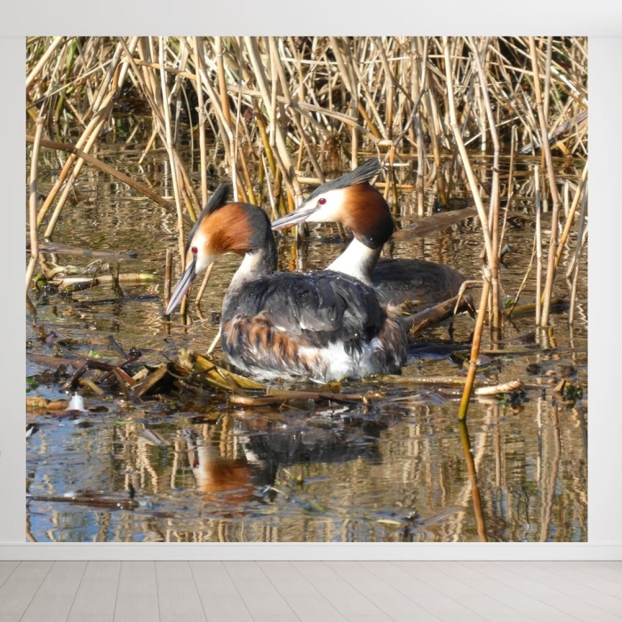 Чомга или большая поганка