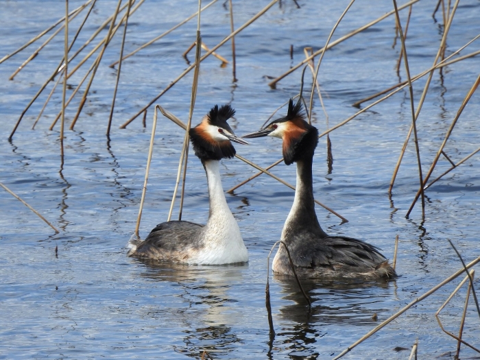Большая поганка чомга