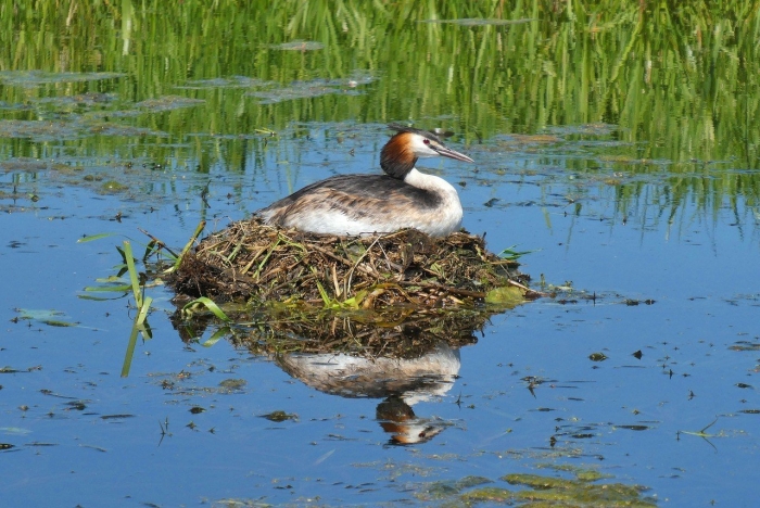 Утка поганка чомга