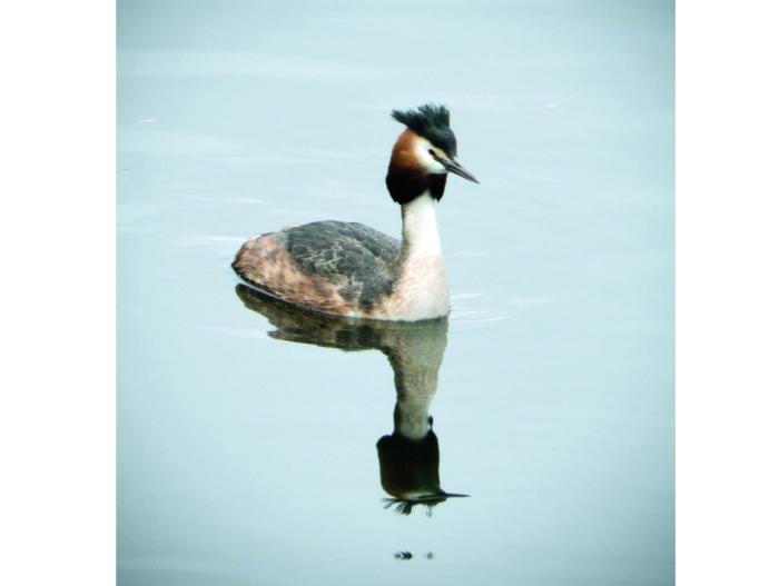 Утка поганка чомга