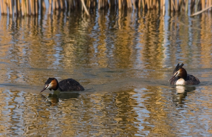 Чомга (podiceps cristatus)