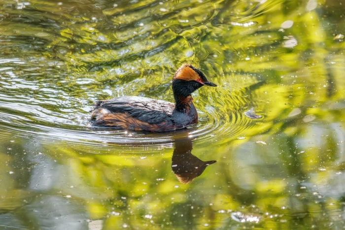 Красношейная поганка