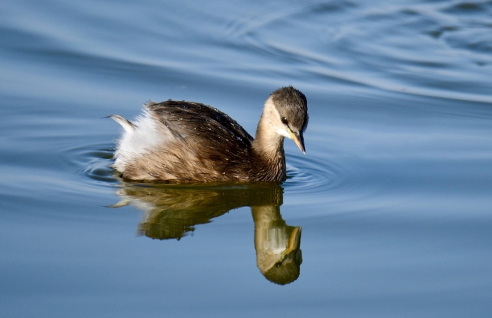 Малая поганка птица
