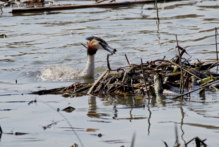 Чомга птица гнездо
