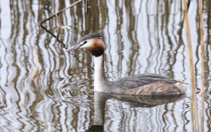 Западноамериканская поганка птица