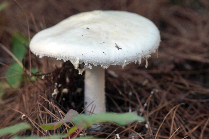 Мухомор белый яйцевидный