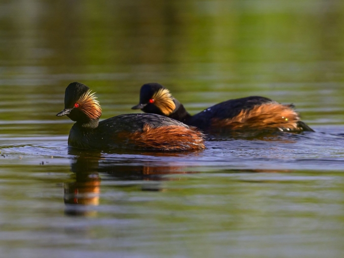 Черношейная поганка