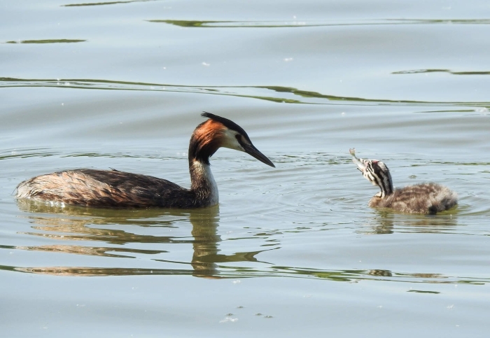 Утка нырок чомга