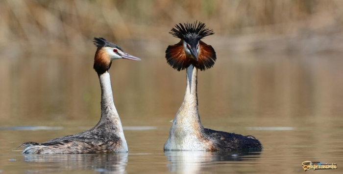Большая поганка птица
