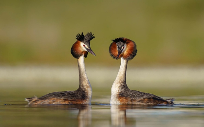 Птица поганка