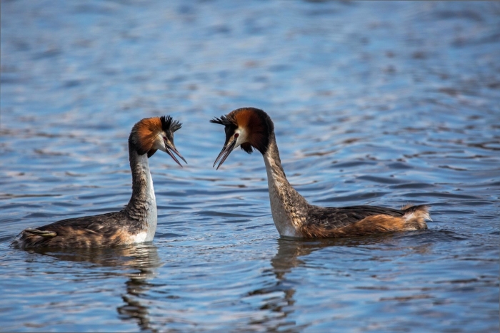 Чомга водоплавающая птица