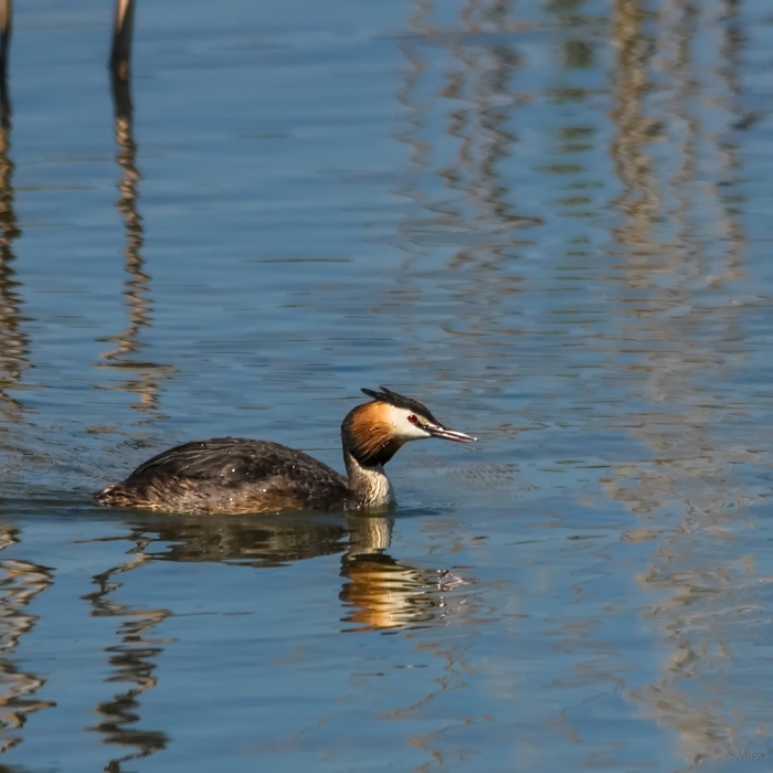 Чомга поганка