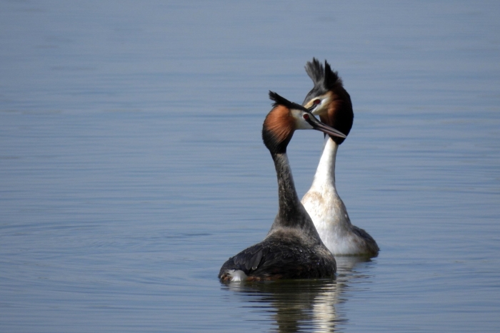 Чомга нырец