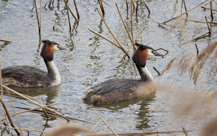 Чомга или большая поганка