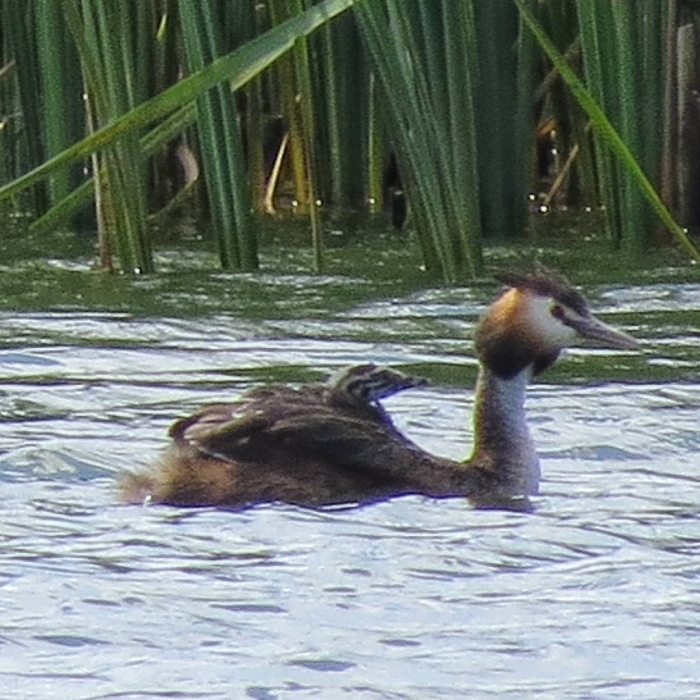 Чомга птица