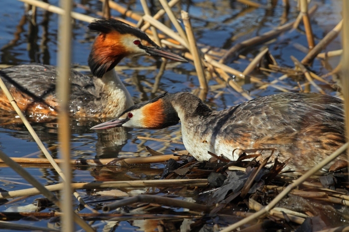 Поганка кларка птица