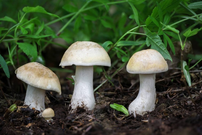 Энтолома гриб