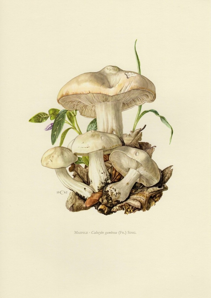 Грибы эноки ботаническая иллюстрация