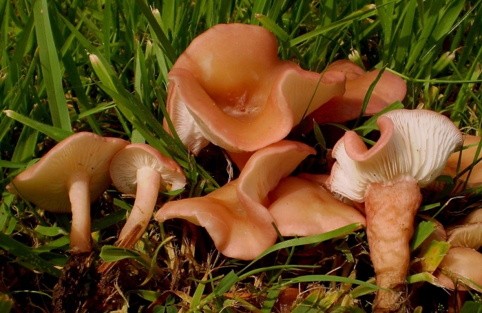 Говорушка ворончатая (clitocybe gibba)