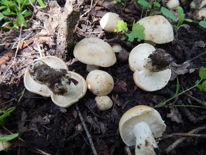 Грибы майские рядовки