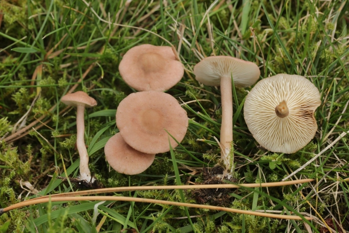 Млечник ароматный lactarius glyciosmus