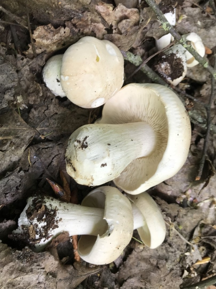 Calocybe chrysenteron