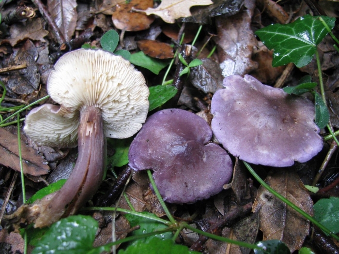 Гриб lepista sordida