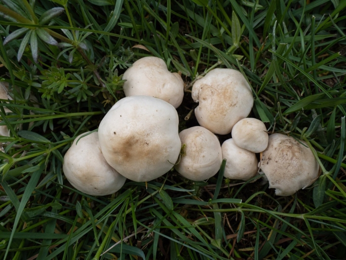 Гриб шампиньон