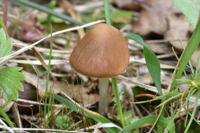 Белорусские грибы