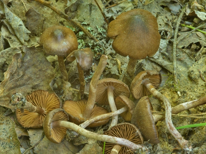 Галерина болотная