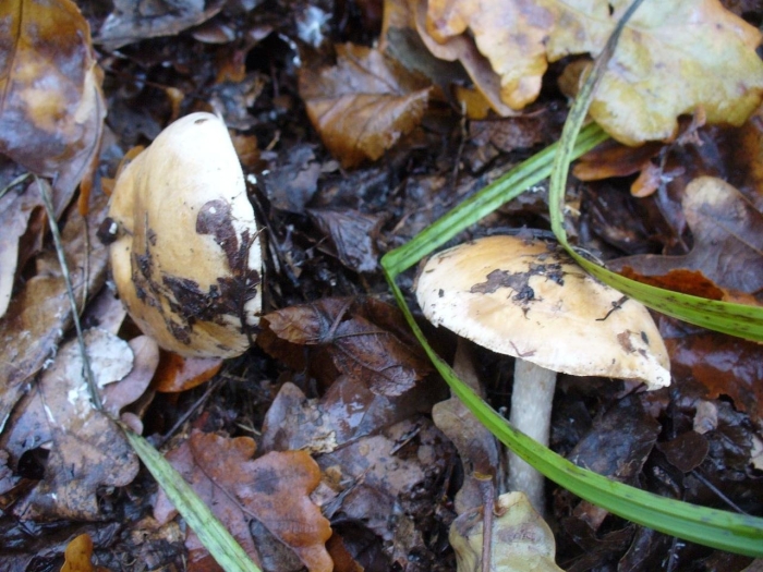 Валуй ложный гриб