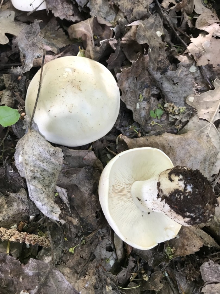 Рядовка майская calocybe gambosa