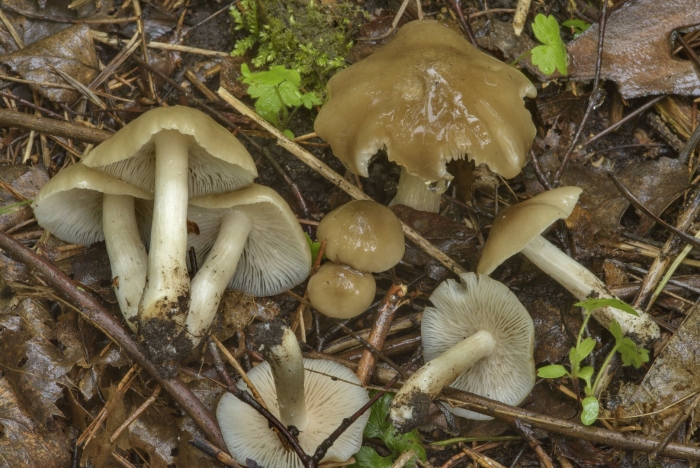 Энтолома гриб поганка