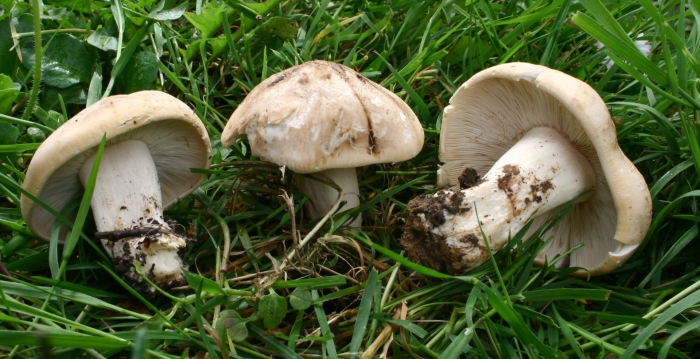 Calocybe gambosa