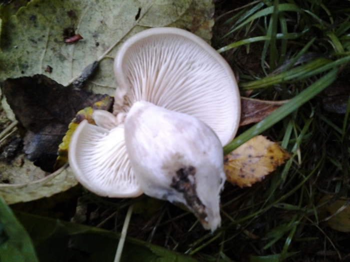 Ивишень гриб clitopilus prunulus