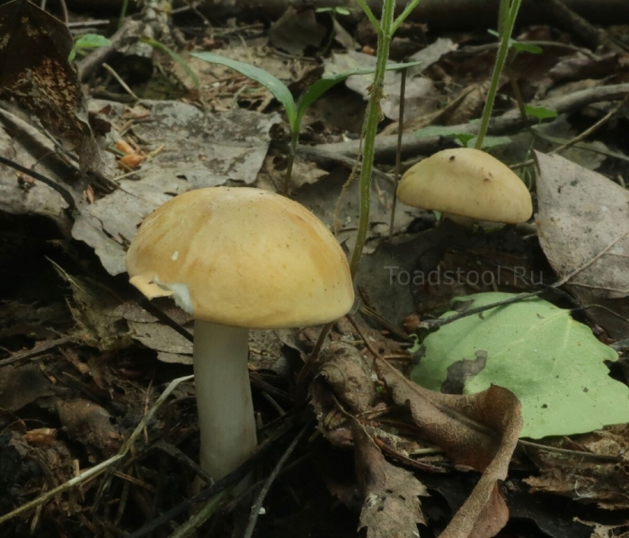 Колпак кольчатый cortinarius caperatus